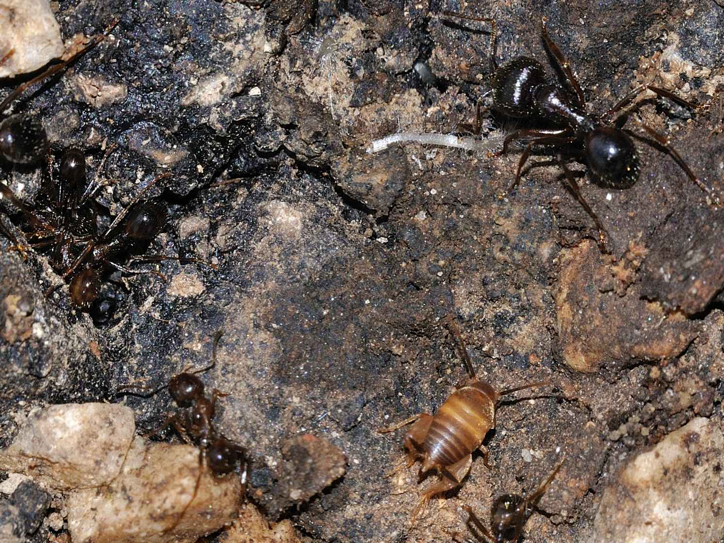 Myrmecophilus sp
